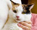 Кошки в Москве: Кошка Пятнашка – трехцветная обаяшка в добрые руки Девочка, Бесплатно - фото 1