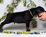 Собаки в Зеленограде: Кобель коричневая лента  Мальчик, 100 000 руб. - фото 4
