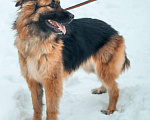 Собаки в Москве: Альма Девочка, Бесплатно - фото 3