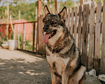 Собаки в Москве: Дакота ищет дом Девочка, Бесплатно - фото 4