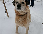 Собаки в Москве: Нельсон Мальчик, Бесплатно - фото 2