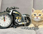 Кошки в Люберцах: Британский котенок Мальчик, 15 000 руб. - фото 2