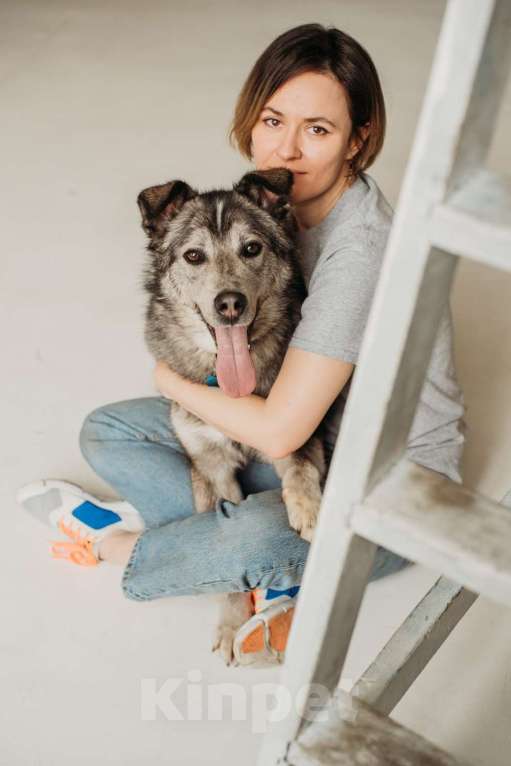 Собаки в Москве: Пес, которого уберегли от расправы, сидит в приюте Мальчик, 10 руб. - фото 1