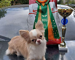 Собаки в Москве: Вязка с Чемпионом. Кобель чихуахуа. Мальчик, 10 000 руб. - фото 4