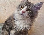 Кошки в Казани: Мальчик Мейн-Кун  родился 9.11.23  Мальчик, 50 000 руб. - фото 2