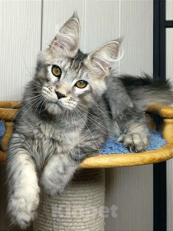 Кошки в Мытищах: Котенок Мейн-кун Мальчик, 50 000 руб. - фото 1