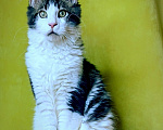 Кошки в Мытищах: Котенок Мейн-кун полидакт Мальчик, 45 000 руб. - фото 3