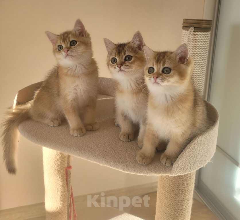 Кошки в Самаре: Золотые британские короткошерстные котята Мальчик, 35 000 руб. - фото 1