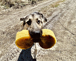 Собаки в Москве: Нора метис овчарки в добрые руки Девочка, Бесплатно - фото 2