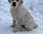 Собаки в Домодедово: Лабрадора щенки кобели палевые 3 мес Мальчик, 55 000 руб. - фото 6