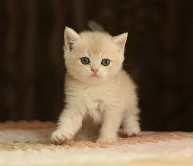 Объявление: Шиншилла котёнок, 10 000 руб., Пятигорск