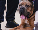 Собаки в Новокуйбышевске: Серо-тигровый парень 2,5 мес  Мальчик, 80 000 руб. - фото 4