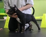 Собаки в Всеволожске: Щенок миниатюрного бультерьера Мальчик, Бесплатно - фото 5