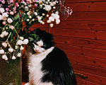 Кошки в Белоозёрском: Потерялся чёрно-белый кот! Мальчик, Бесплатно - фото 5