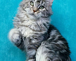 Кошки в Мытищах: Котенок Мейн-кун Девочка, 45 000 руб. - фото 5
