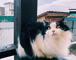 Кошки в Белоозёрском: Потерялся чёрно-белый кот! Мальчик, Бесплатно - фото 6