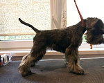 Собаки в Екатеринбурге: цвергшнауцер (миниатюрный шнауцер)  Девочка, 80 000 руб. - фото 1