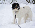 Собаки в Москве: Белый Бим пушистые ушки ищет дом! Мальчик, Бесплатно - фото 4