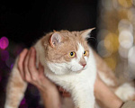 Кошки в Москве: Рыжий британец Хьюго в добрые руки Мальчик, Бесплатно - фото 4