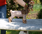 Собаки в Липецке: Голая девочка Рокси Девочка, 70 000 руб. - фото 3
