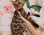Кошки в Москве: Бенгальские котята  Мальчик, 25 000 руб. - фото 7