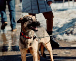 Собаки в Ногинске: Нежность по имени Линда! Девочка, Бесплатно - фото 4