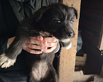 Собаки в Перми: Пристроить щенков Мальчик, Бесплатно - фото 1