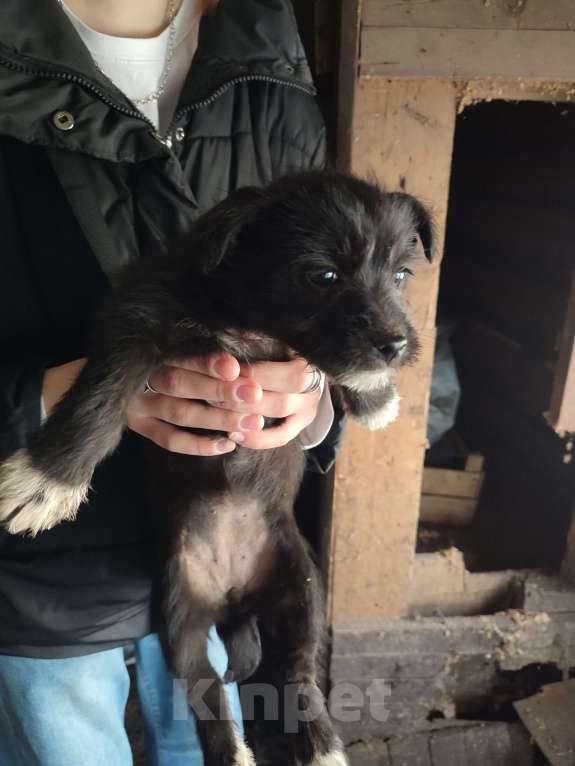 Собаки в Перми: Пристроить щенков Мальчик, Бесплатно - фото 1
