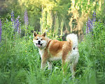 Собаки в Москве: Молодая Акиту Ину Коичи в дар Мальчик, Бесплатно - фото 3