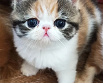 Кошки в Новосибирске: Продажа экзотической короткошерстной кошки Девочка, 35 000 руб. - фото 2