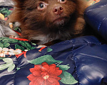 Собаки в Москве: Потерялся Шоколадный щенок 6 мес. Мальчик, Бесплатно - фото 1