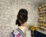 Собаки в Москве: Кукольная мини девочка померанского шпица черного окраса РКФ Девочка, Бесплатно - фото 3