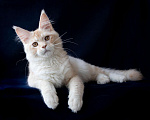 Кошки в Москве: Крупный  серебряный кот Габриэль. Мальчик, 25 000 руб. - фото 4