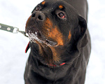 Собаки в Москве: Чистокровный ротвейлер ищет дом! Мальчик, Бесплатно - фото 9