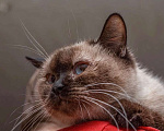 Кошки в Москве: Кошка Мальвина - очаровательная таичка в добрые руки Девочка, Бесплатно - фото 2