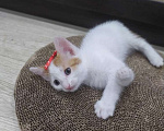 Кошки в Ульяновске: Котята Анатолийской породы ищут дом Мальчик, 200 руб. - фото 3