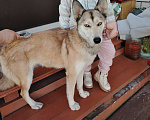 Собаки в Бронницах: Потерялась собака Девочка, Бесплатно - фото 1