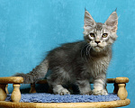 Кошки в Мытищах: Котенок Мейн кун Мальчик, 45 000 руб. - фото 5
