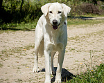 Собаки в Москве: Белый Мальчик, Бесплатно - фото 4