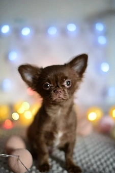 Объявление: Шоколадный щенок чихуахуа , 30 000 руб., Липецк