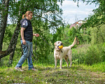 Собаки в Москве: Лабрадор Сева в добрые руки Мальчик, Бесплатно - фото 4