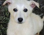 Собаки в Москве: Белый щенок коротколапик Зефирчик в добрые руки Мальчик, 1 руб. - фото 1