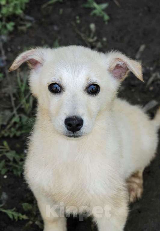 Собаки в Москве: Белый щенок коротколапик Зефирчик в добрые руки Мальчик, 1 руб. - фото 1