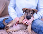 Собаки в Ногинске: Триша - щенок в добрые руки Девочка, Бесплатно - фото 5