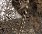 Кошки в Астрахани: Отдаю кошку в добрые руки, кошка ласковая, красивая, к лотку приучена, с ней отдам ее кормушку Девочка, Бесплатно - фото 3