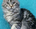 Кошки в Мытищах: Котенок Мейн-кун Девочка, 45 000 руб. - фото 1