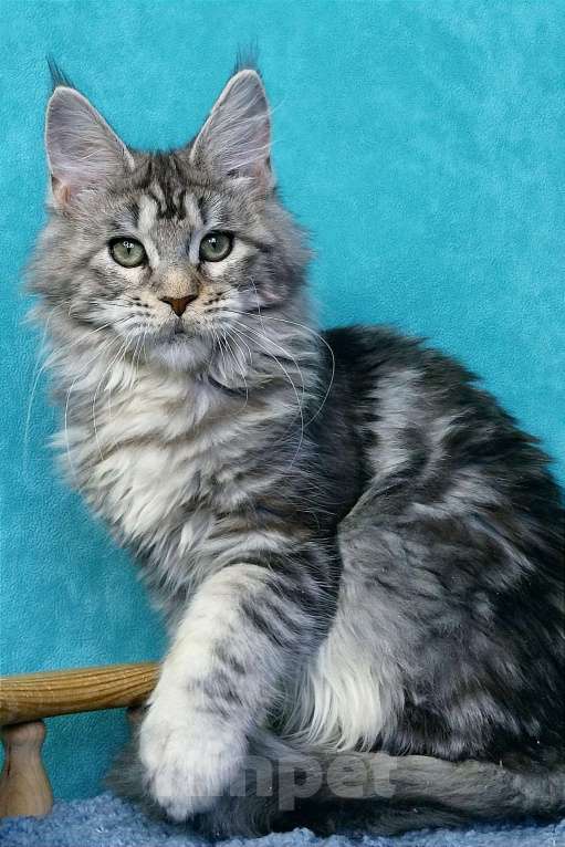 Кошки в Мытищах: Котенок Мейн-кун Девочка, 45 000 руб. - фото 1
