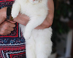 Кошки в Москве: Особенный котик Варяг ищет надежных хозяев!  Мальчик, Бесплатно - фото 4