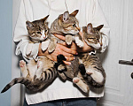Кошки в Москве: Котенок Синичка готова впорхнуть в ваш дом Девочка, Бесплатно - фото 9