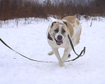 Собаки в Видном: Алабай Узра, 2 года Девочка, Бесплатно - фото 5